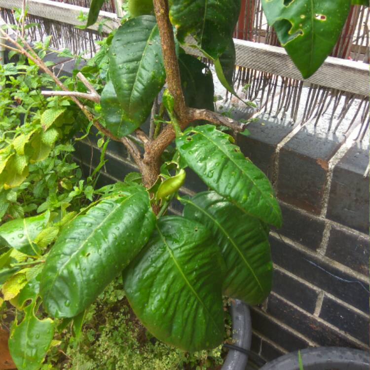 Plant image Citrus x paradisi