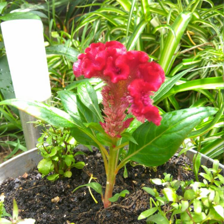 Plant image Celosia cristata 'Dracula'