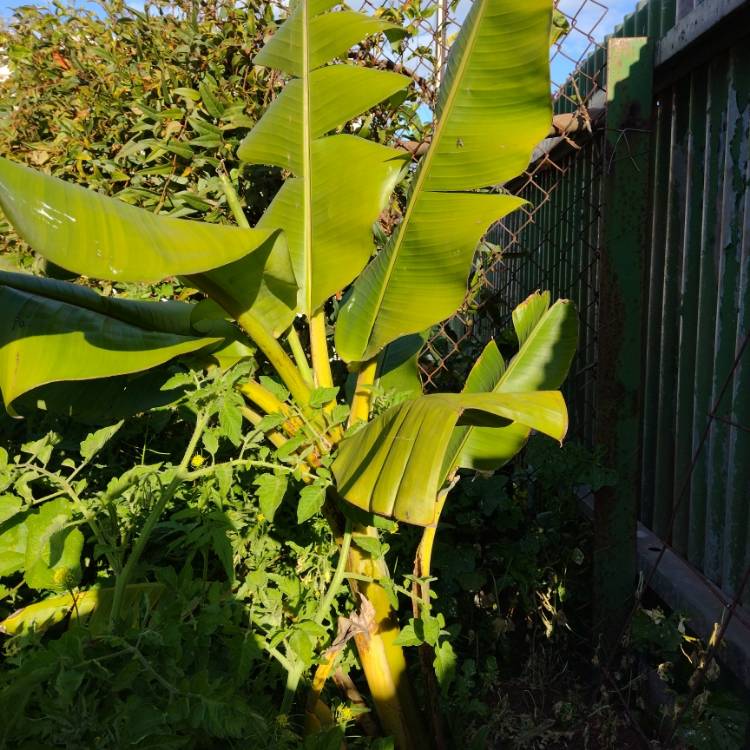 Plant image Musa acuminata x balbisiana 'Blue Java'