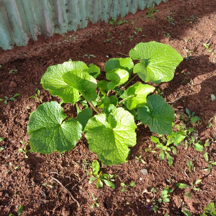 Plant image Eruca sativa 'Wasabi'