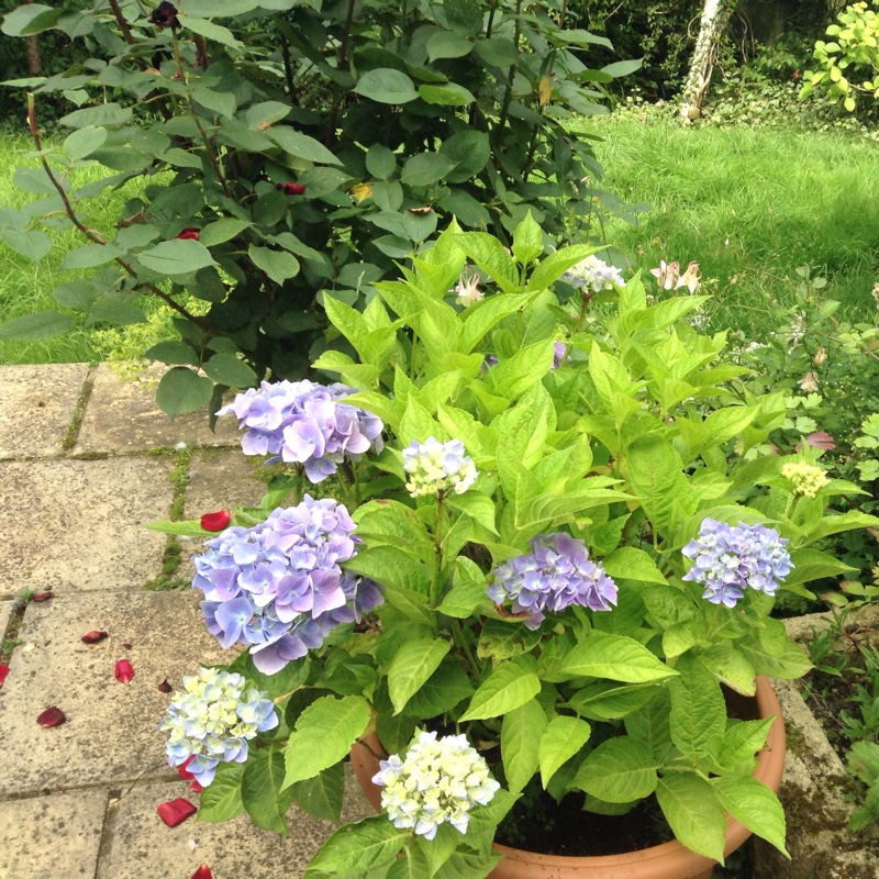 Hydrangea