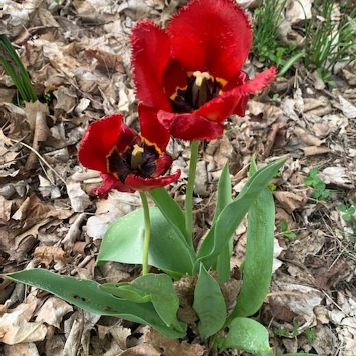 Plant image Tulipa 'Red Impression'