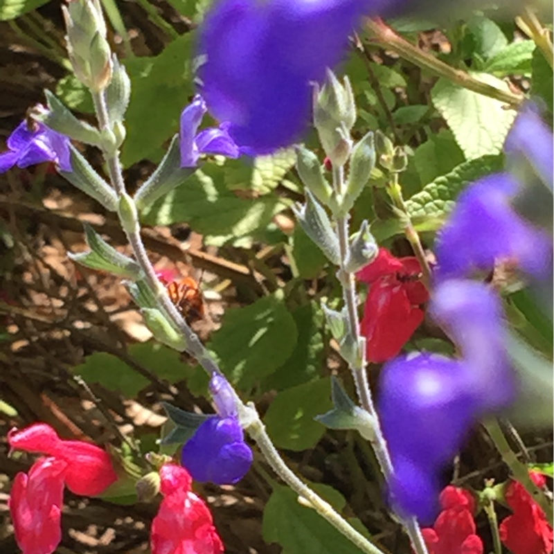 Heather's garden