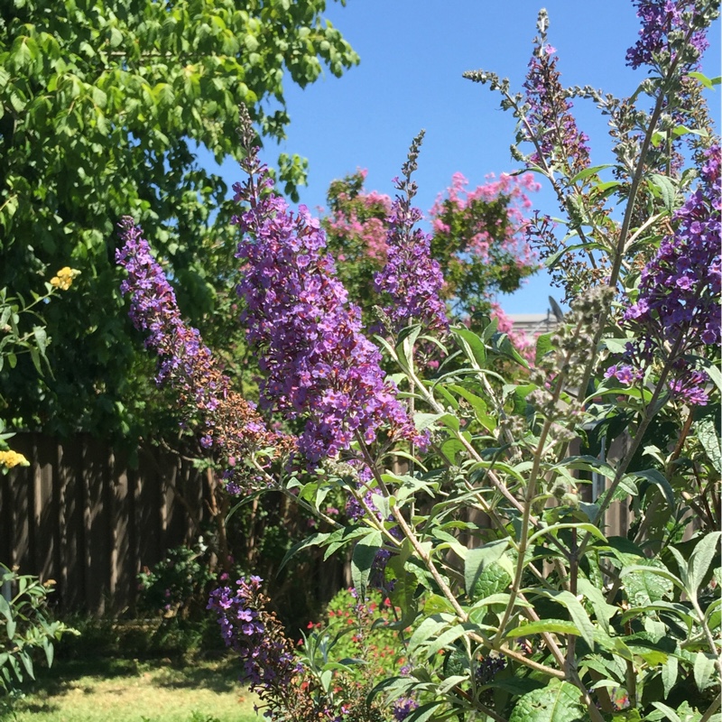 Butterfly Bush