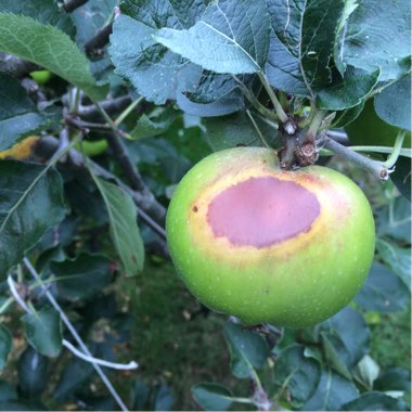 Apple 'Bramley's Seedling'