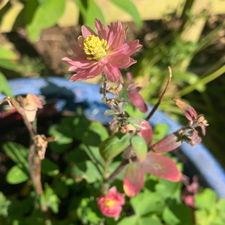 Plant image Aquilegia vulgaris 'Clementine Rose'