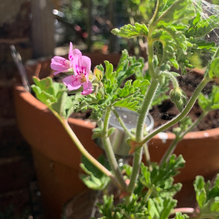 Plant image Pelargonium capitatum