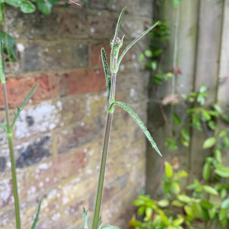 plant image 1306384