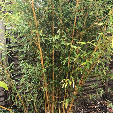 Golden bamboo