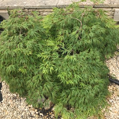 Cut Leaf Japanese Maple 'Seiryu'