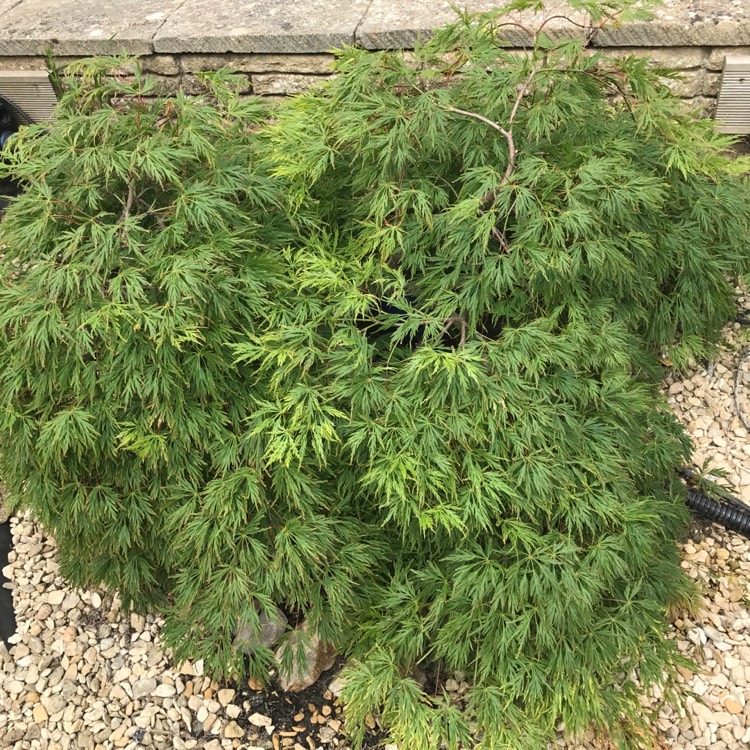 Plant image Acer palmatum 'Seiryu' (Dissectum Group) syn. Acer palmatum var. dissectum 'Seiryu'