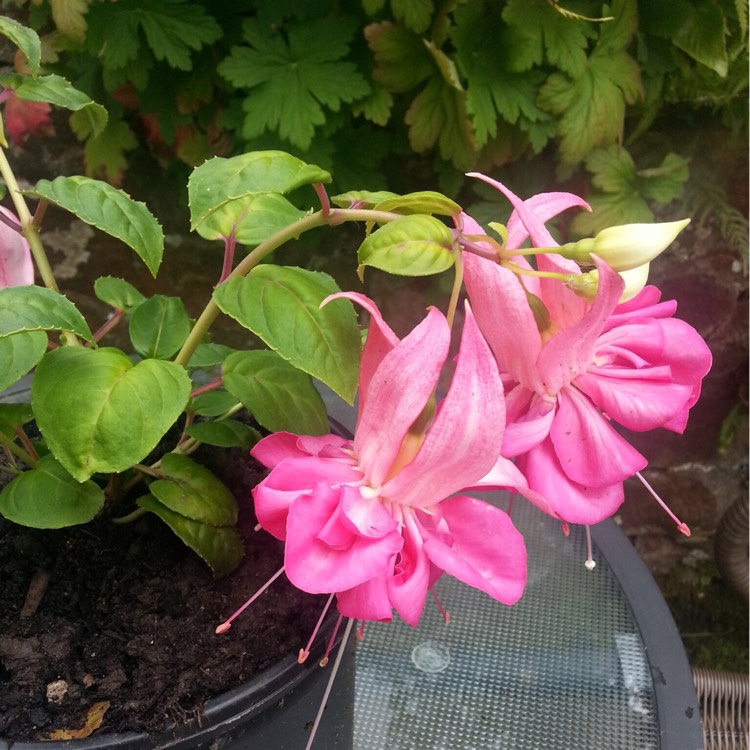 Plant image Fuchsia 'Bella Rosella'