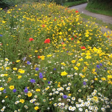 Barbara's garden