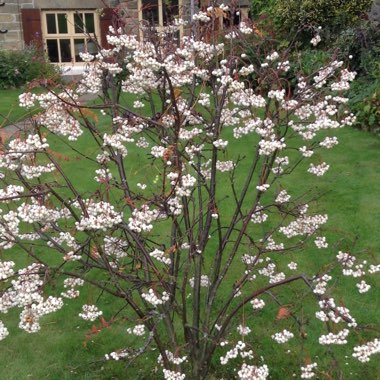 Barbara's garden