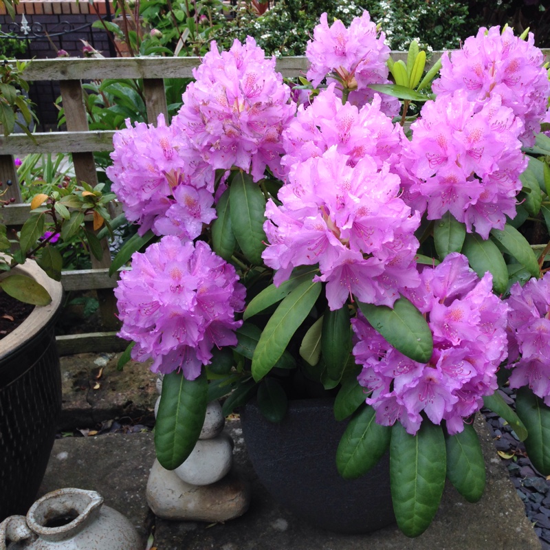 Rhododendron 'Delta'