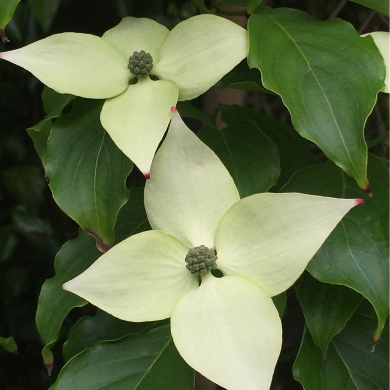 Plant image Cornus florida f. rubra