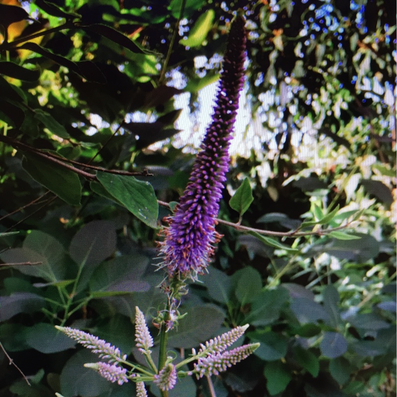 Plant image Veronicastrum virginicum syn. Veronica virginica