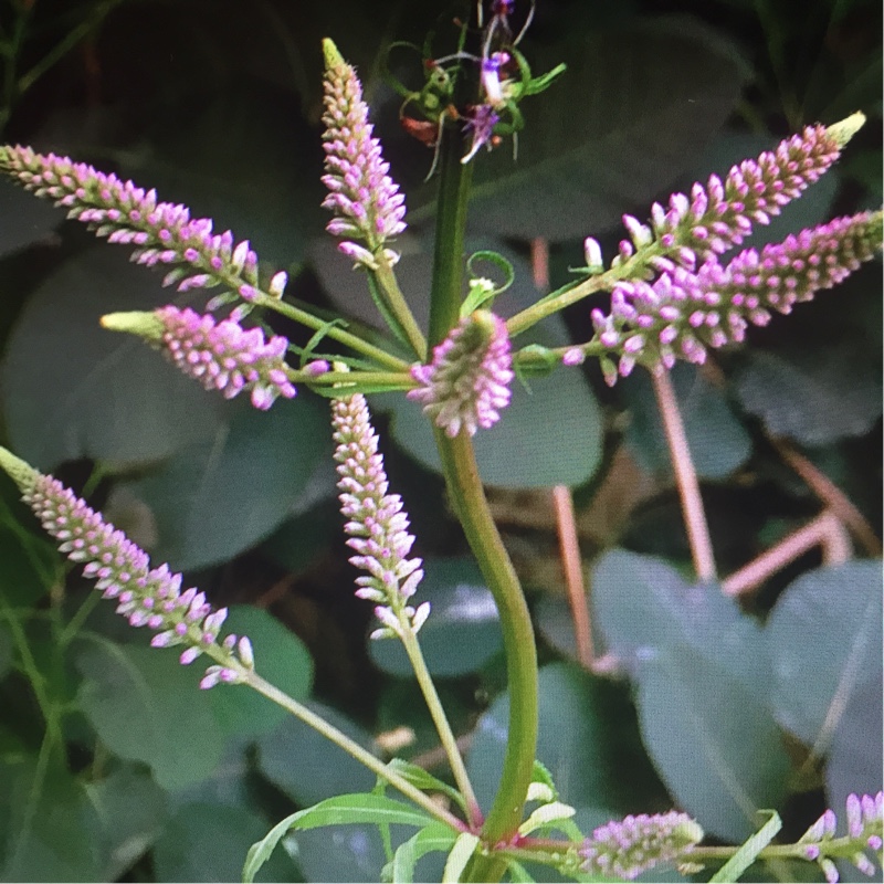 Plant image Veronicastrum virginicum syn. Veronica virginica