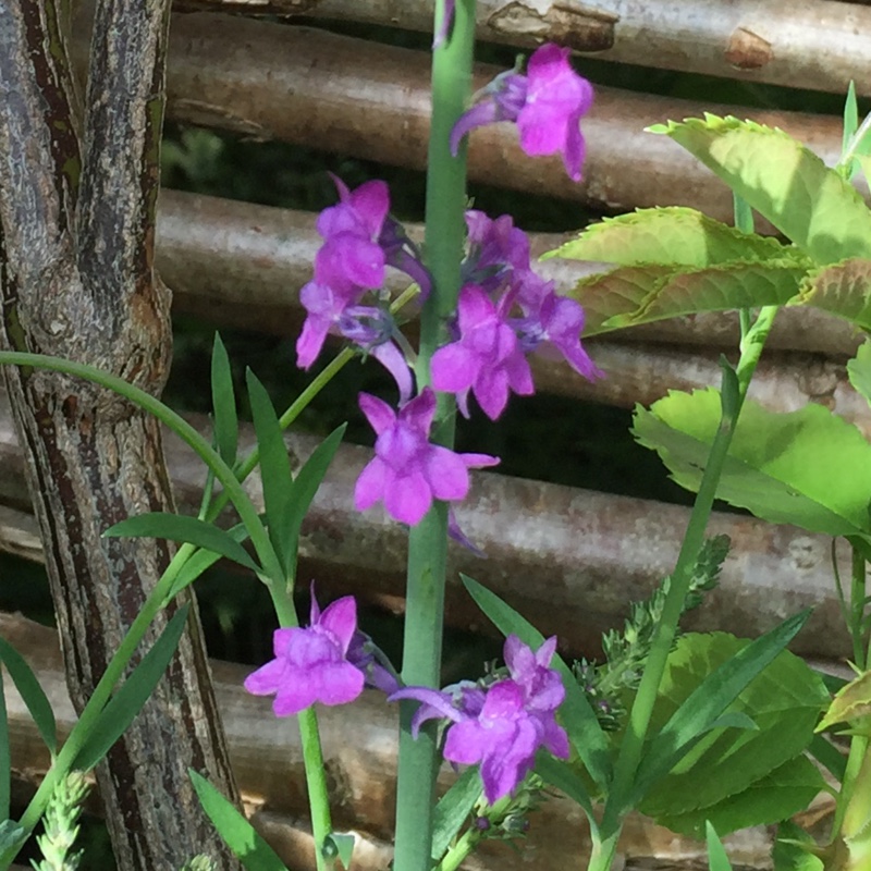 Plant image Linaria purpurea 'Canon Went'