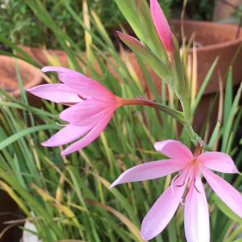 Hesperantha coccinea f. alba syn. Schizostylis coccinea f. alba