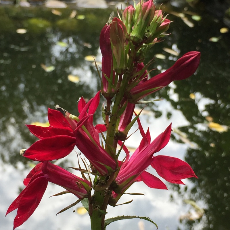 Plant image Lobelia x speciosa 'Fan Burgundy'