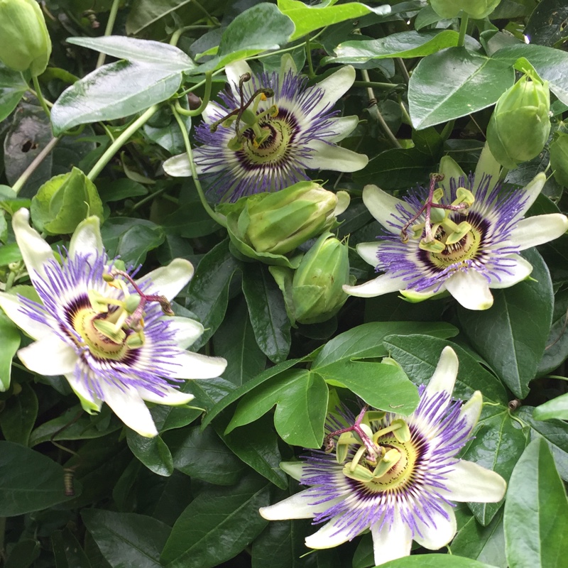 Passiflora x belotii 'Imperatrice Eugenie'