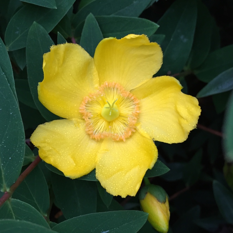 Hypericum 'Hidcote'