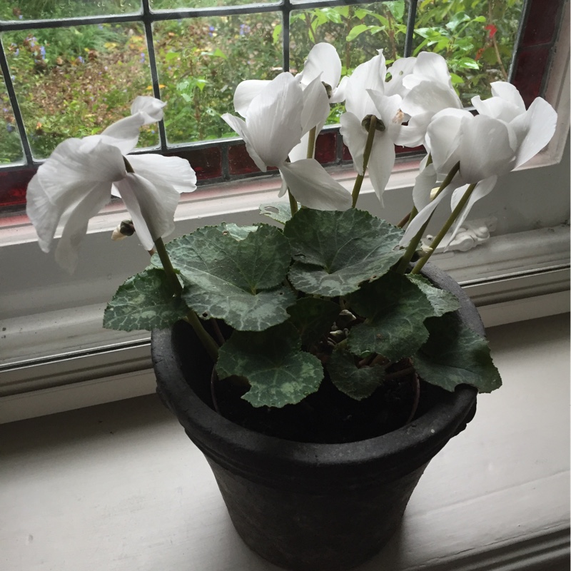 Plant image Cyclamen hederifolium subsp. hederifolium f. albiflorum 'Album'