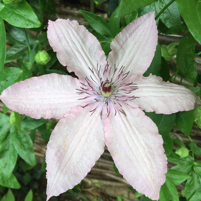 Plant image Clematis 'Scartho Gem'