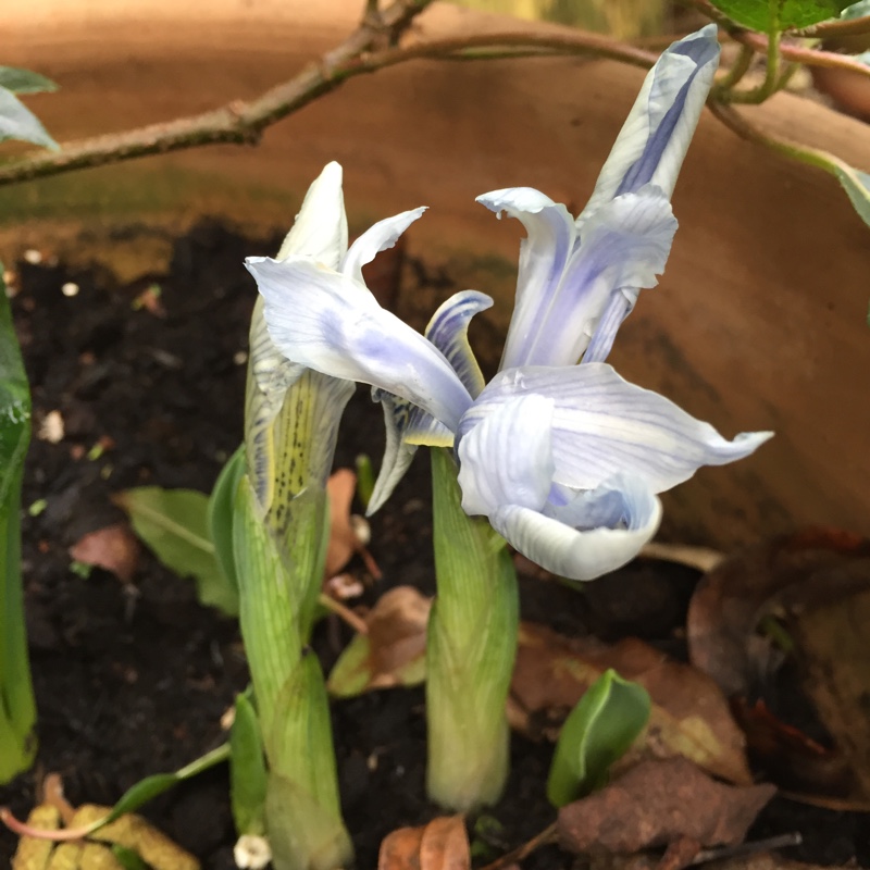 Plant image Iris 'Sheila Ann Germaney' syn. Iris reticulata 'Sheila Ann Germaney'