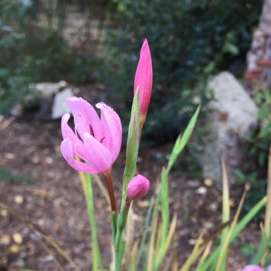 Hesperantha coccinea f. alba syn. Schizostylis coccinea f. alba