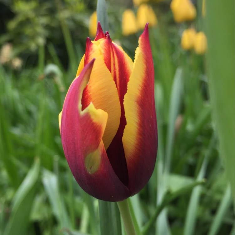 Plant image Tulipa 'Giuseppe Verdi'