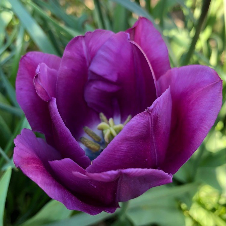 Plant image Tulipa 'Negrita'