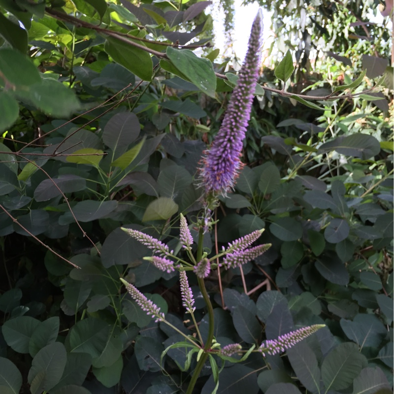 Plant image Buddleja 'Lochinch'