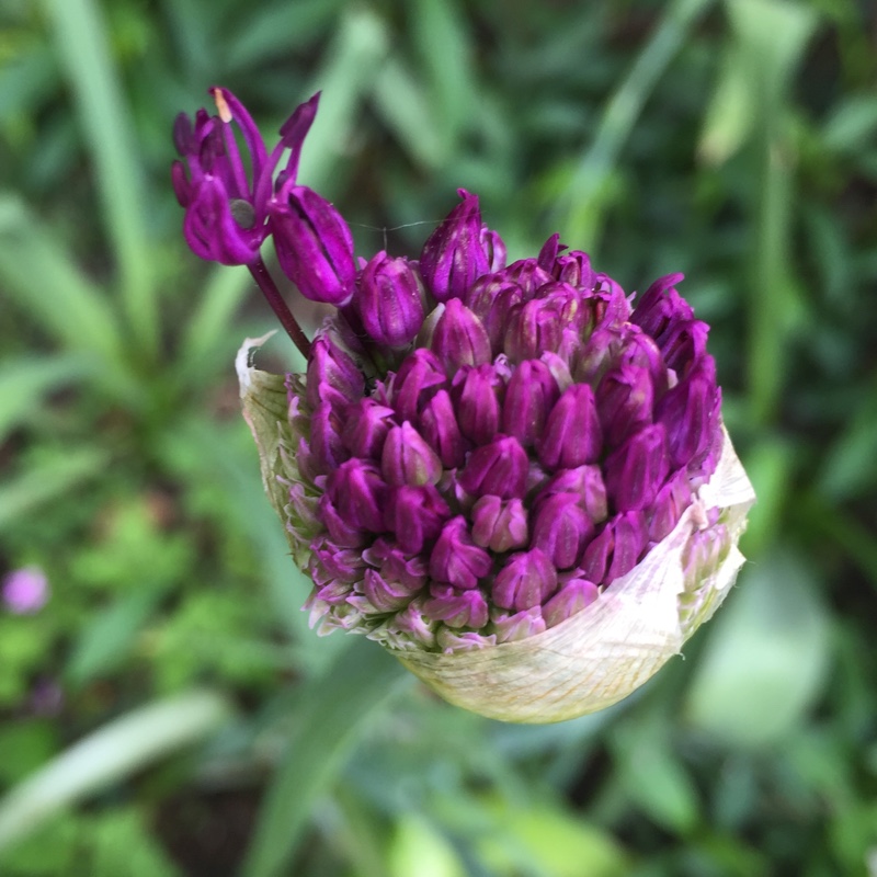 Allium hollandicum 'Purple Sensation' syn. Allium 'Purple Sensation', Allium aflatunense 'Purple Sensation'