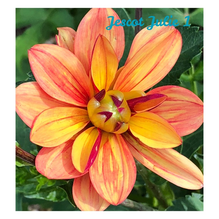 Plant image Dahlia 'Jescot Julie'