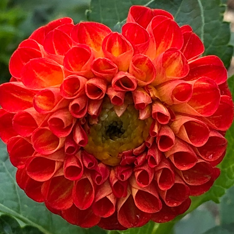 Plant image Dahlia 'New Baby'