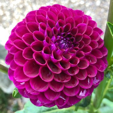 Dahlia 'Downham Royal' (Ball)