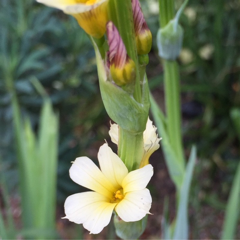 Plant image Sisyrinchium striatum