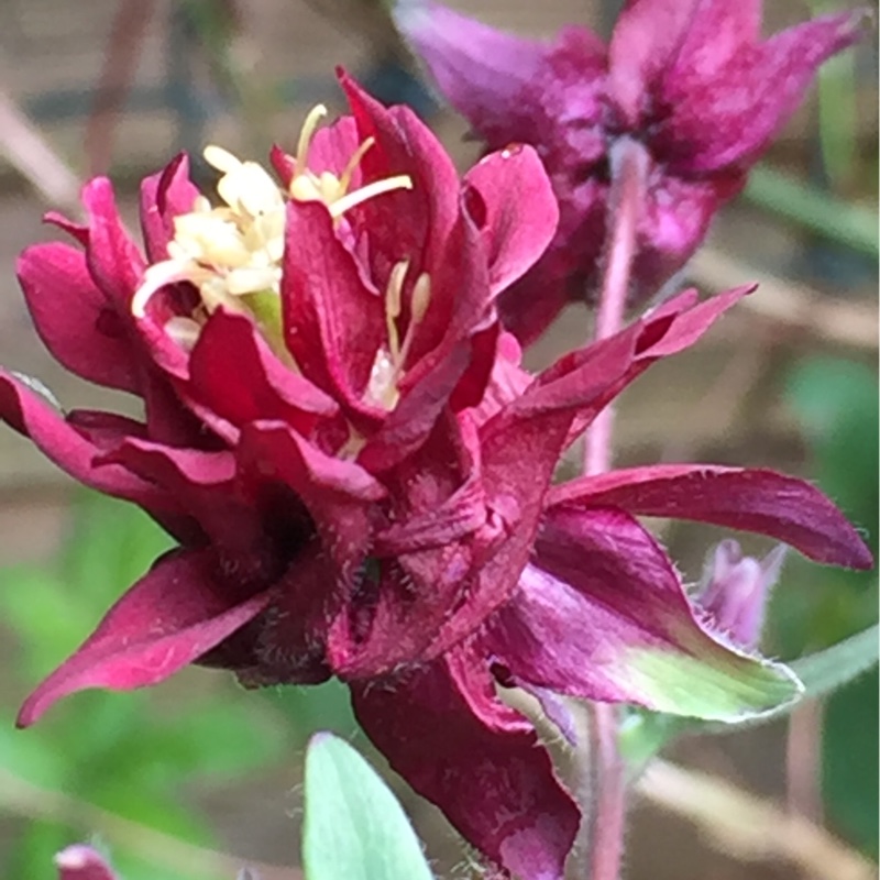 Plant image Aquilegia 'Ruby Port'