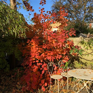 Smoke Bush 'Grace'