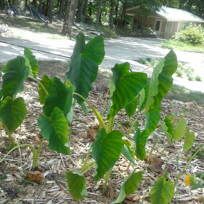 Elephant Ear (Colocasia)