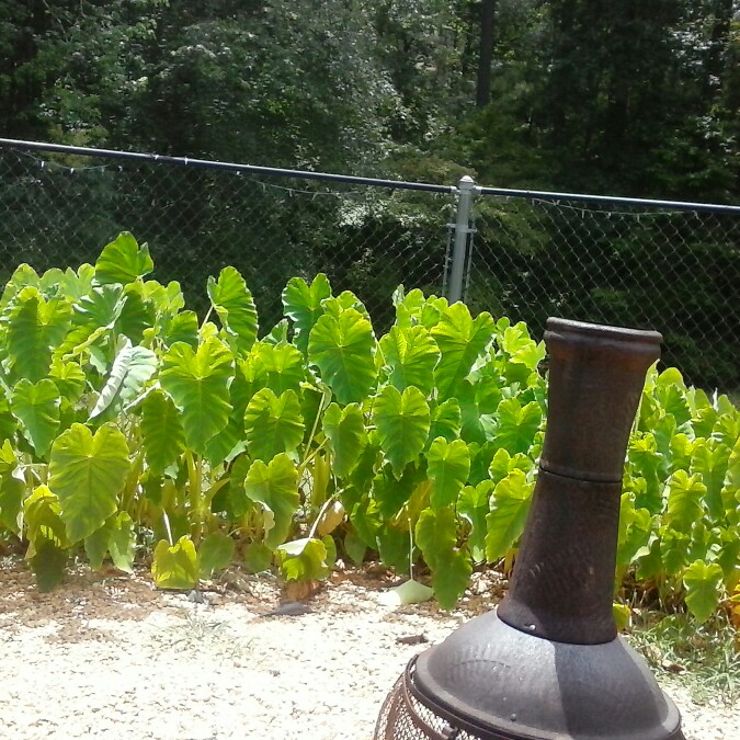 Elephant Ear (Colocasia)