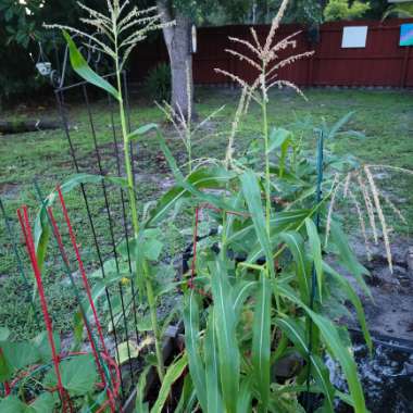 Barbara's garden