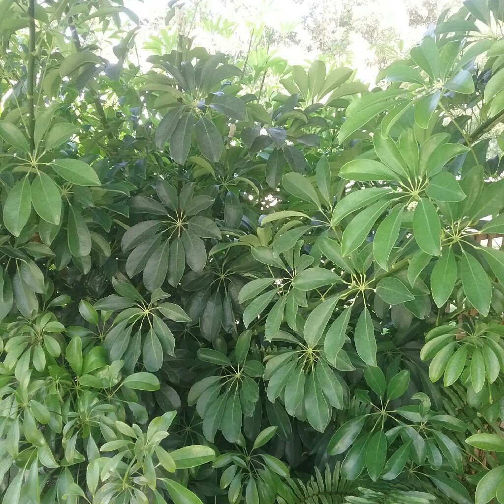 Variegated Dwarf Umbrella Tree 'Janine'