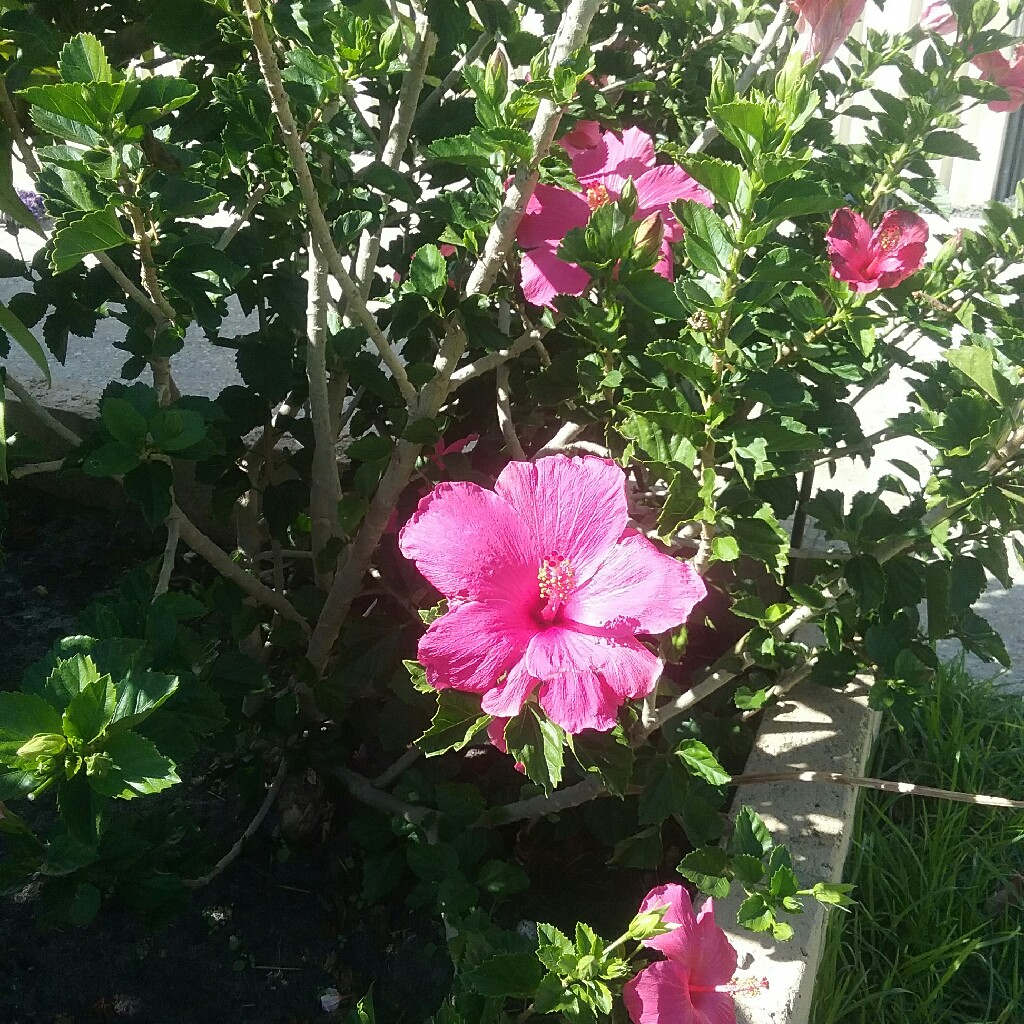 Painted Lady Hibiscus