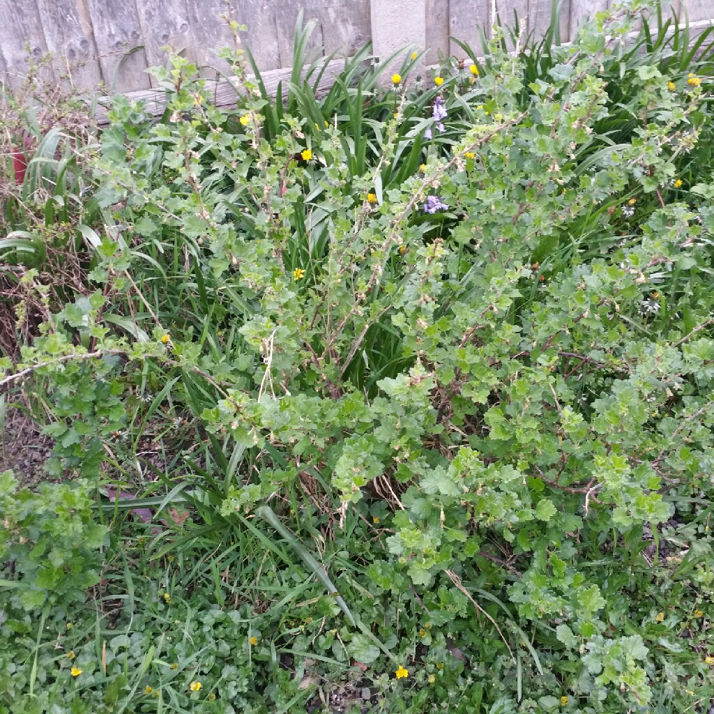 Plant image Ribes uva-crispa 'Hinnonmaki Red'