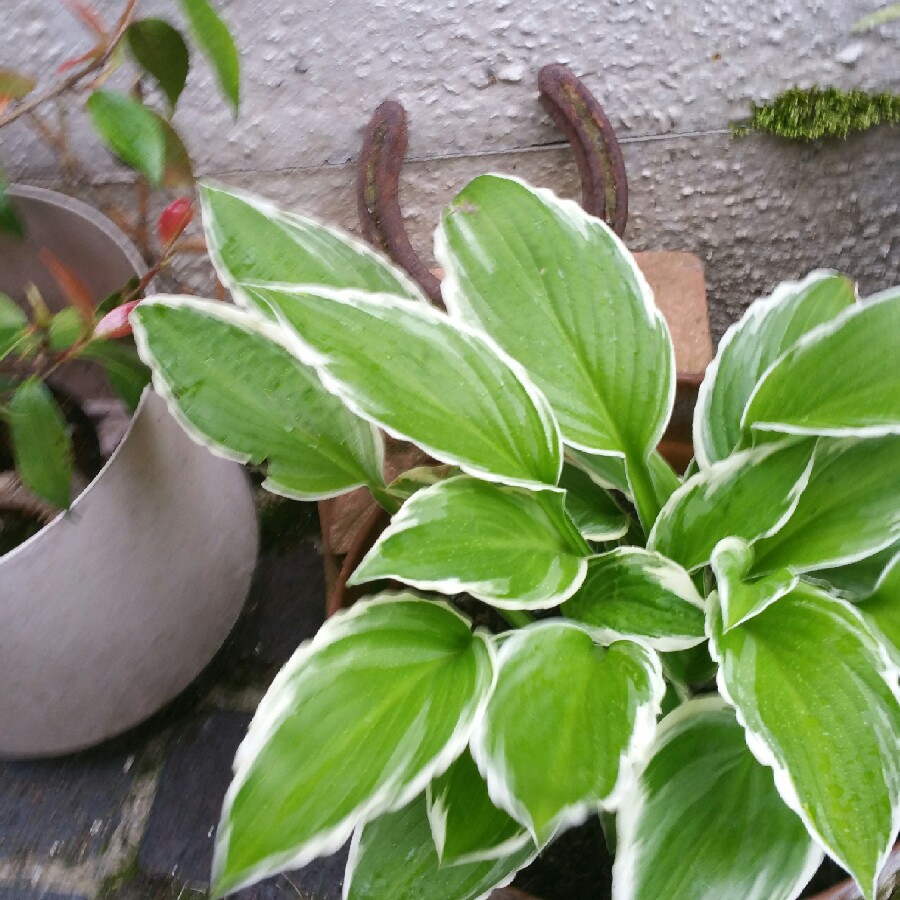 Plantain Lily (Species) White Margined Wavy Plantain Lily