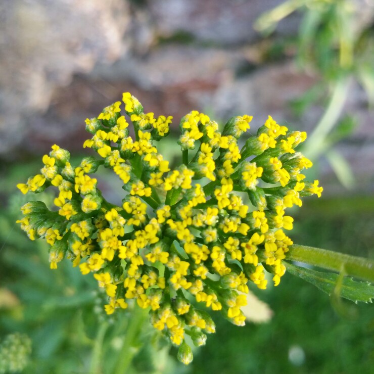 Plant image Achillea filipendulina