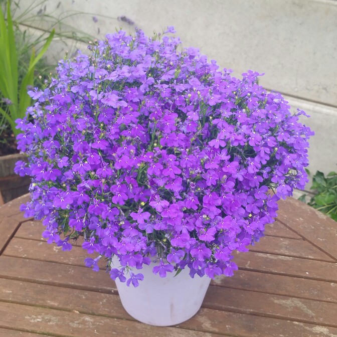 Lobelia 'Blue with Eye Palace'